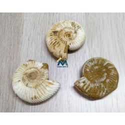 Ammonite fossile