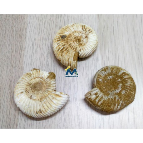 Ammoniti fossili